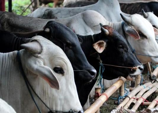 Hewan Kurban Kubu Raya Layak Konsumsi