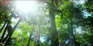 Usul Lahan di Kawasan Hutan Jadi APL, Kapuas Hulu Menanggung Beban Dunia Terlalu Besar