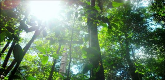 Luasan Hutan Adat Menyempit
