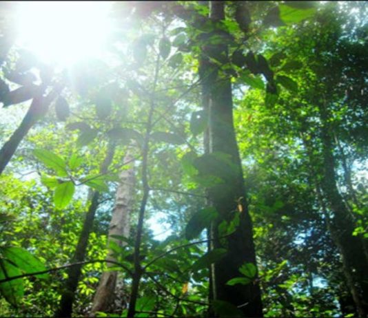 Usul Lahan di Kawasan Hutan Jadi APL, Kapuas Hulu Menanggung Beban Dunia Terlalu Besar