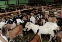 Diprediksi Serentak, Sidang Isbat 11 Agustus