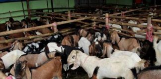 Idul Adha Berpotensi Beda dengan Saudi