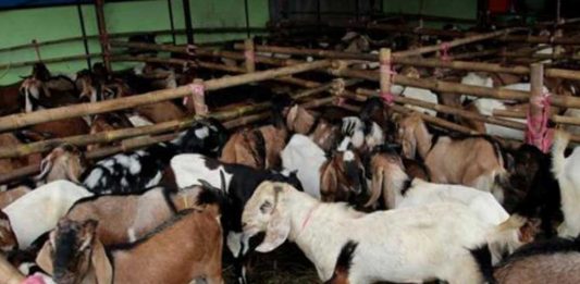 Idul Adha Berpotensi Beda dengan Saudi
