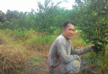 Pemerintah, Seriuslah Pulihkan Jeruk Sambas