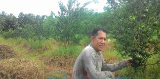 Pemerintah, Seriuslah Pulihkan Jeruk Sambas