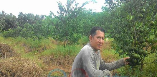 Pemerintah, Seriuslah Pulihkan Jeruk Sambas