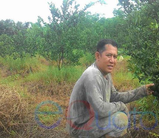 Pemerintah, Seriuslah Pulihkan Jeruk Sambas