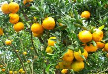 Maksimalkan Pasar Ekspor Jeruk Sambas