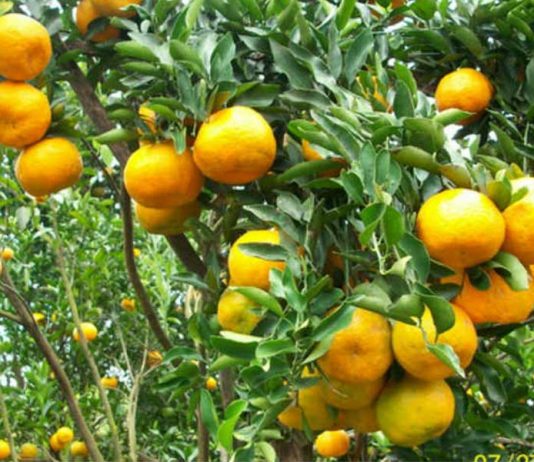 Perubahan Pola Tanam Tingkatkan Produktivitas