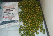 Kaget, Buah Jeruk Dipanen Orang Lain