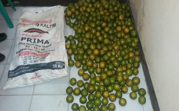 Kaget, Buah Jeruk Dipanen Orang Lain