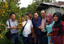 Benahi Tanah Kembalikan  Kejayaan Jeruk Sambas