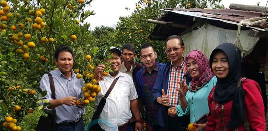 Benahi Tanah Kembalikan Kejayaan Jeruk Sambas