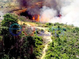 Dana Penanggulangan Karhutla di Kalbar Usulkan Rp13 Miliar, Cair Hanya Rp300 Juta