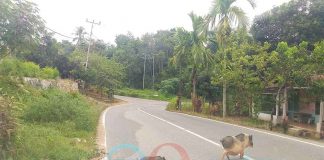 Dibiarkan Berkeliaran di Jalan Raya, Babi Ancam Keselamatan