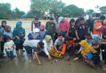 Pengin Si Tukik Selamat, Kembali Bertelur di Pantai Paloh