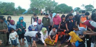 Pengin Si Tukik Selamat, Kembali Bertelur di Pantai Paloh
