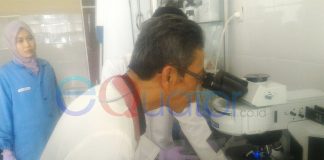 Kepala Anjing dari Kapuas Hulu Positif Rabies