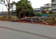 Di Trans Kalimantan, Sales Tertimpa Pohon