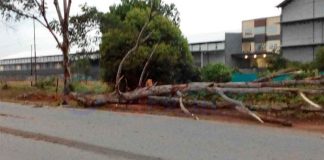 Di Trans Kalimantan, Sales Tertimpa Pohon