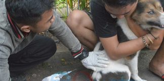 Gubernur Instruksikan Operasi Cegah Rabies