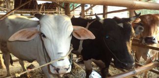 Sambas Belum Swasembada Daging, Hewan Kurban Masih Didatangkan dari Luar