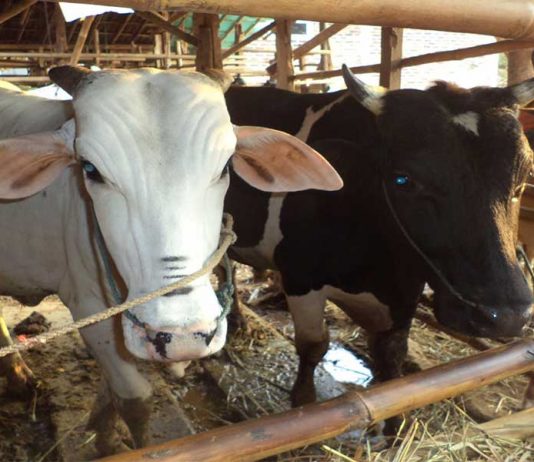 Stok Sapi Aman hingga April 2019