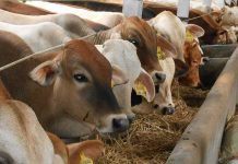 Kubu Raya Bakal Jadi Sentra Peternakan Terbesar di Kalbar