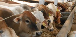 Kubu Raya Bakal Jadi Sentra Peternakan Terbesar di Kalbar