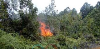 Presiden: Reward atau Berikan Hukuman