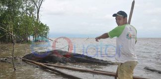 Dikira Gajah Mati, Rupanya Bangkai Paus