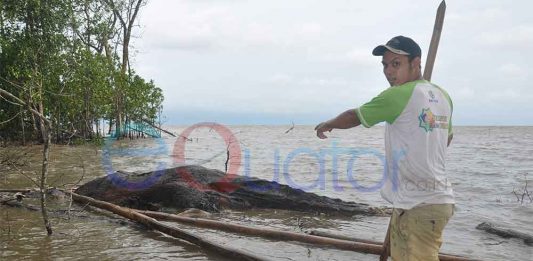 Dikira Gajah Mati, Rupanya Bangkai Paus