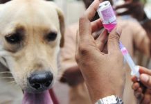 Fokus Vaksinasi, Bukan Eliminasi Anjing