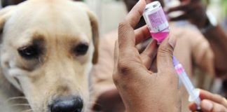 Fokus Vaksinasi, Bukan Eliminasi Anjing