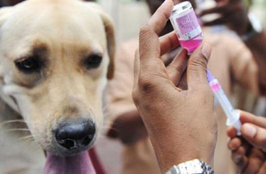 Fokus Vaksinasi, Bukan Eliminasi Anjing