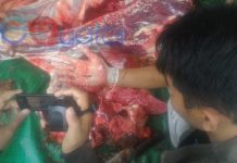 Ada Sapi ‘Cacingan’ dan Tak Cukup Umur