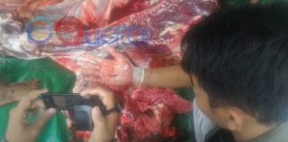 Ada Sapi ‘Cacingan’ dan Tak Cukup Umur