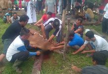 Iduladha, 642 Sapi dan 200 Kambing Disembelih