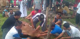 Iduladha, 642 Sapi dan 200 Kambing Disembelih