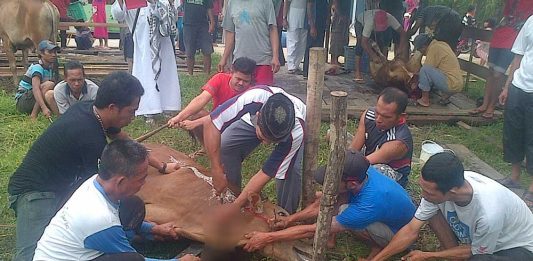 Iduladha, 642 Sapi dan 200 Kambing Disembelih