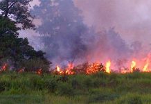 BUPATI PELALAWAN DIPANGGIL BARESKRIM