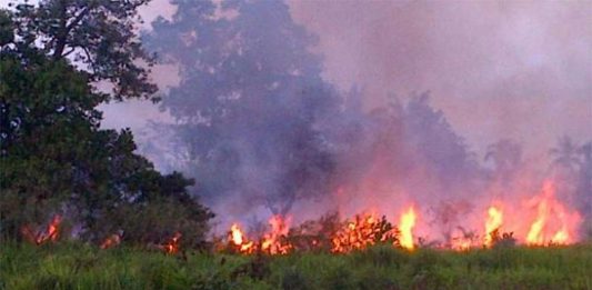 40 Hektar Lahan Terbakar