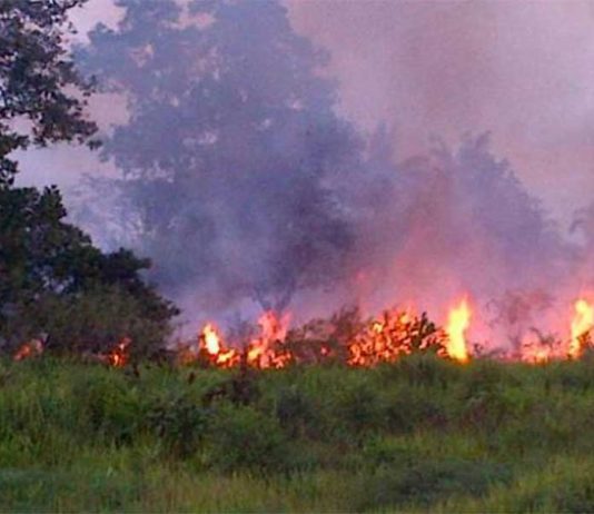 Hotspot Kian Berkurang, 576 Pelaku Pembakar Lahan Diproses