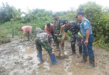 Lantamal XII Tanam Mangrove Di Pesisir Mempawah