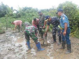 Lantamal XII Tanam Mangrove Di Pesisir Mempawah