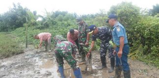 Lantamal XII Tanam Mangrove Di Pesisir Mempawah
