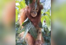 Mancing, Temukan Bayi Orangutan Tertimpa Kayu