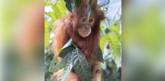 Mancing, Temukan Bayi Orangutan Tertimpa Kayu