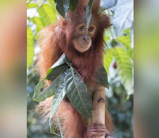 Mancing, Temukan Bayi Orangutan Tertimpa Kayu