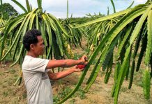 Melirik Kehidupan Petani Buah Naga di Papua